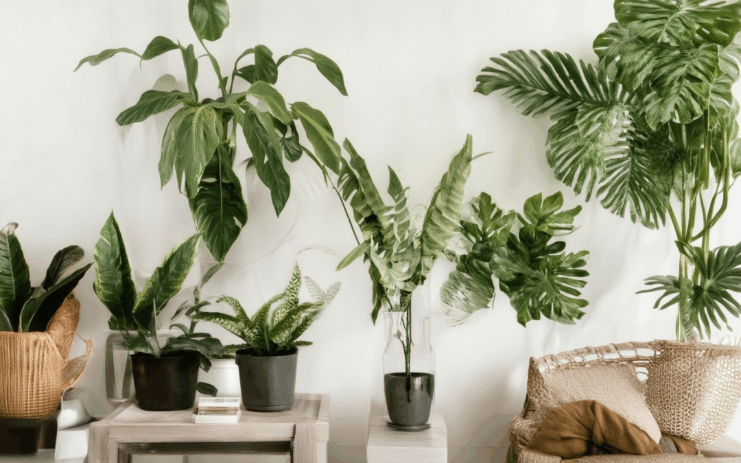 Elevate Your Home Decor: Effective Ways to Decorate with Houseplants