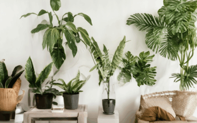 Elevate Your Home Decor: Effective Ways to Decorate with Houseplants